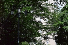 グランドプリンスホテル高輪への桜並木