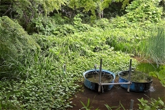 じゅんさい池緑地：水生植物保護地域