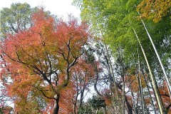 日本庭園等々力の紅葉 2019年12月10日