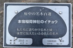 101-本宿稲荷神社のイチョウの説明