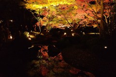 大田黒公園の紅葉ライトアップ