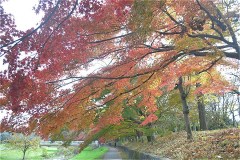武蔵野公園：野川沿い