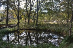 野川公園：自然観察園