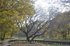 野川公園：自然観察園
