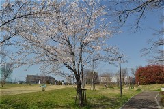 507-もみじ山公園（2020年3月26日撮影）